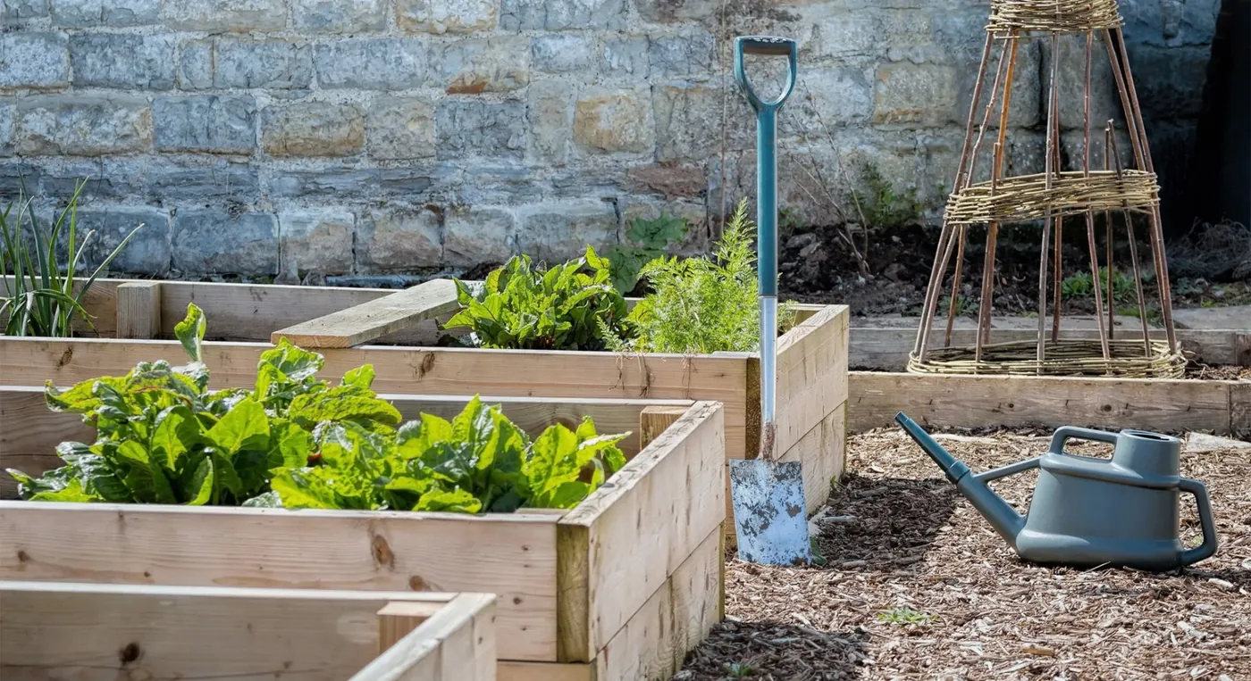 Timber raised vegetable beds with stone wall backdrop